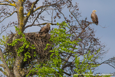 White-tailed Eagle pair at nest