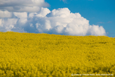 Rapeseed with clouds