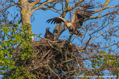 White-tailed Eagle nest and nestling