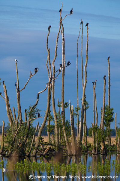 Cormorants breeding in spring, Große Rosin