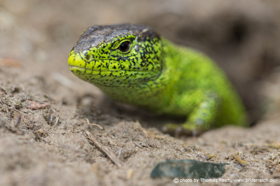 Male Sand Lizard animal