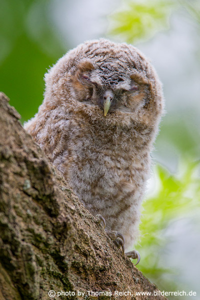 Yound Tawny Owl bird