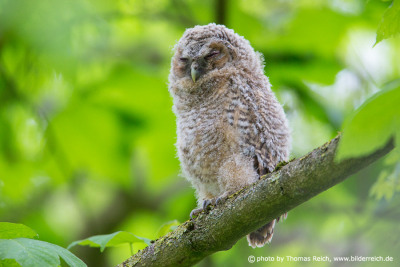 Young brown owl at daytime