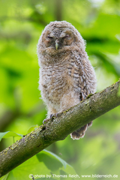 Young Tawny Owl voice