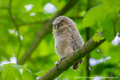 Eyes of young Tawny Owl