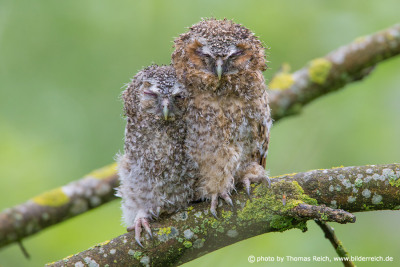 Two Tawny Owl fledglings