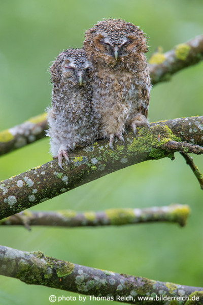 Tawny Owls nestlings in spring time