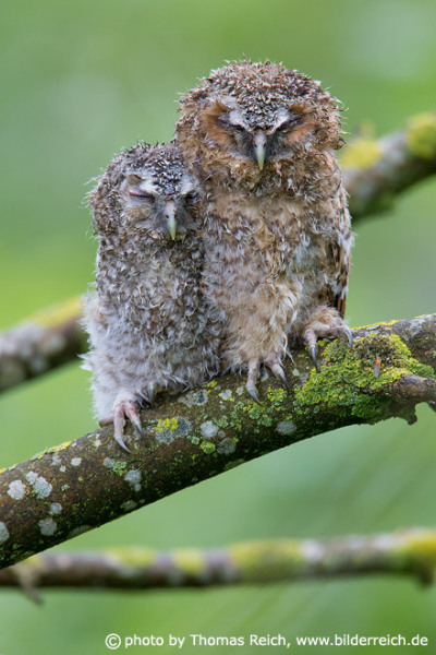 Two Tawny Owl sitting on a tree