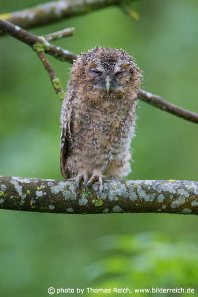 Juvenile brown owl bird