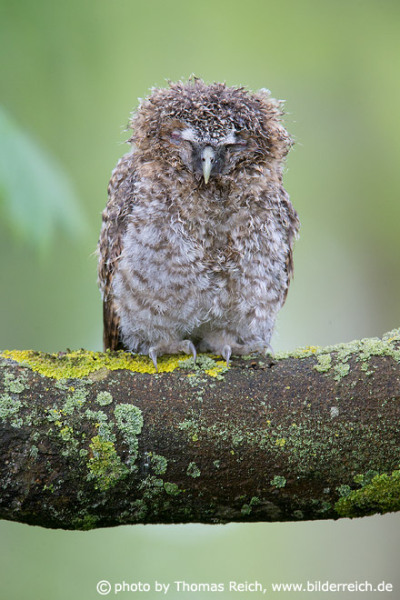 Plumage of young Tawny Owl