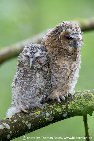 Two Tawny Owls