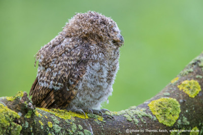 Tawny Owl fledgling