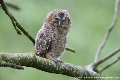 Tawny Owl is fledged