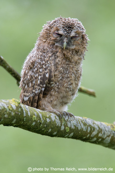 Juvenile Tawny Owl in Germany