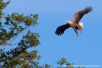 White-tailed Eagle approach a tree