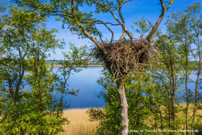 White-tailed Eagle nest in Germany