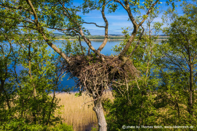 White-tailed Eagle nest seaside
