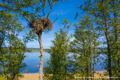 Seeadlerhorst auf hohem Baum am See