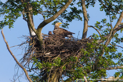 White-tailed eagle rearing young bird