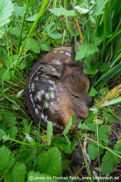Small Roe Deer lies curled up in meadow