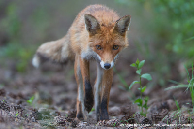 Juvenile Red Fox creeping