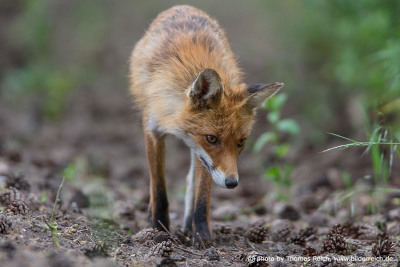 Young red fox foraging