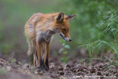 Young Red Fox in Germany
