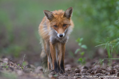 Red Fox roams around