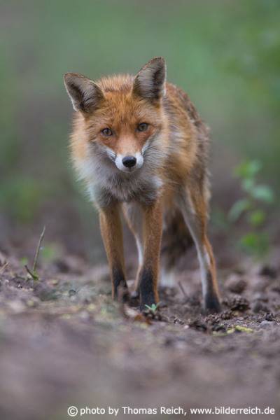 Red Fox in the forest, Germany