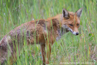 Young Red Fox in the grass