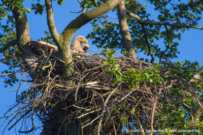 White-tailed Eagle with baby chick in nest