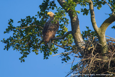 White-tailed Eagle at nest