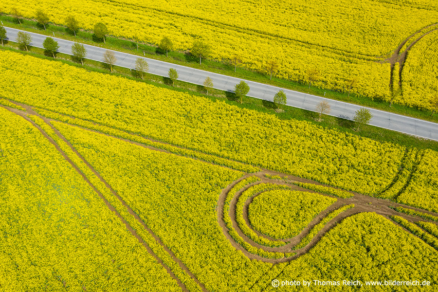 Rapeseed and road