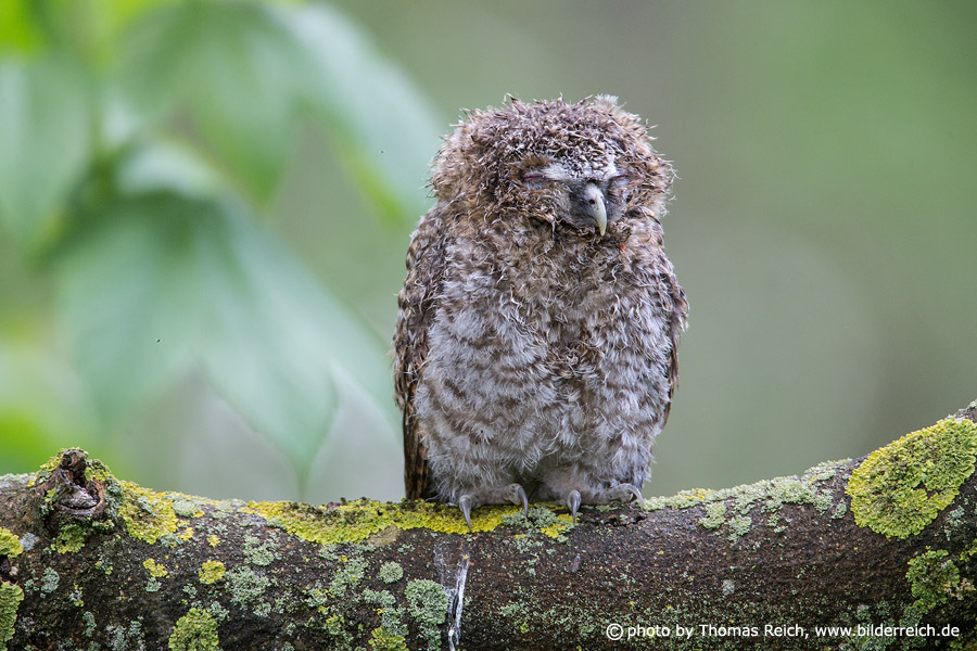 Tawny Owl nestling