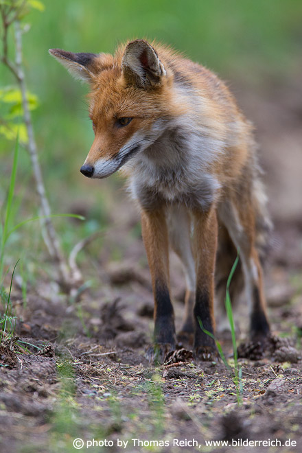 Young fox standing on forest path