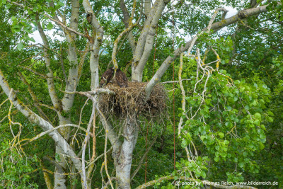 White-tailed Eagles on nest