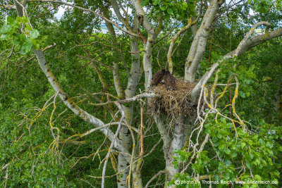Juvenile White-tailed Eagles on nest