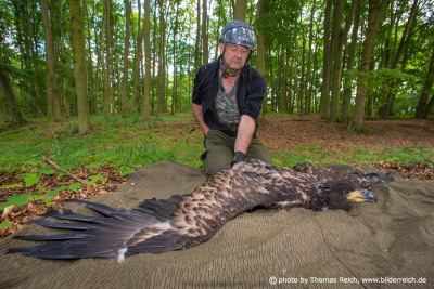 Ringing of White-tailed Eagle