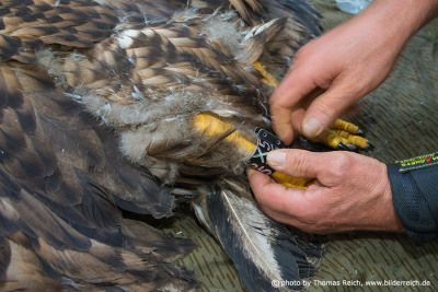 The ringing of White-tailed Eagle claws