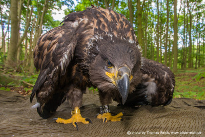 Ringed juvenile white-tailed eagle