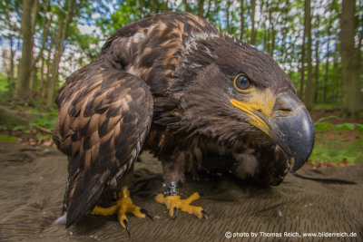 Young White-tailed Eagle after ringing in the forest