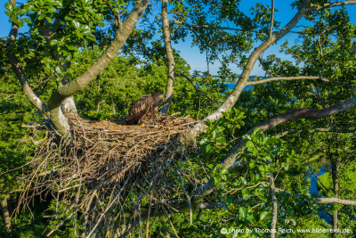 Young white-tailed eagle sitting in nest