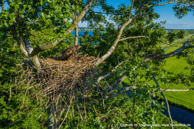 Juvenile white-tailed eagle waiting in nest