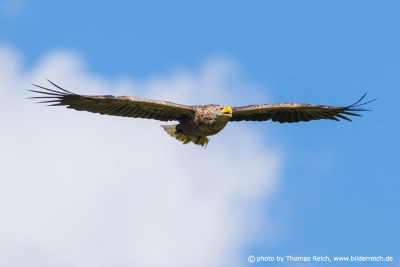 White-tailed eagle flight picture frontal