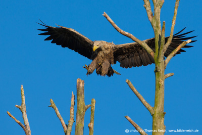 Old White-tailed eagle bird lands on dead tree