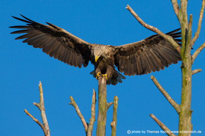 White-tailed Eagle landing on a dead branch