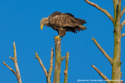 Female White-tailed Eagle in Usedom