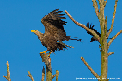 White-tailed Eagle chased by common raven