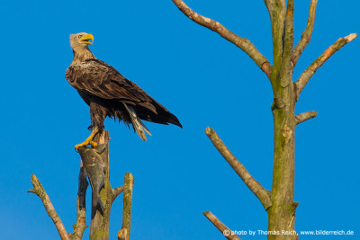 White-tailed eagle with fresh catched fish