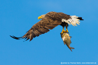 White-tailed Eagle with large fish in claws